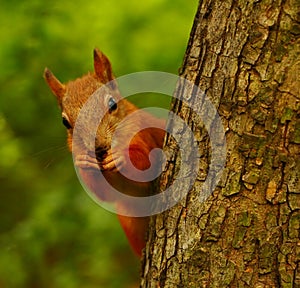 Squirrel eating nuts on a tree