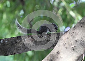 Squirrel eating nuts on a tree