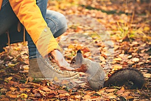 Squirrel eating nuts from woman hand