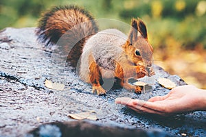 Squirrel eating nuts from woman hand