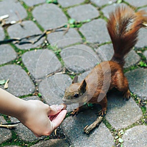 Squirrel eating nuts from woman hand