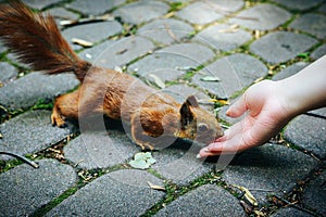 Squirrel eating nuts from woman hand