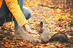 Squirrel eating nuts from woman hand and autumn leaves on background wild nature