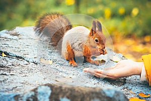 Squirrel eating nuts from woman hand forest on background