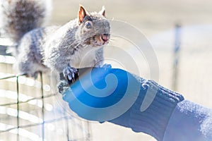 Squirrel eating in a park