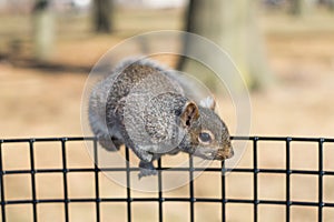 Squirrel eating in a park