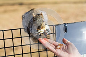 Squirrel eating in a park