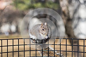 Squirrel eating in a park