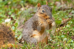 Squirrel Eating A Peanut