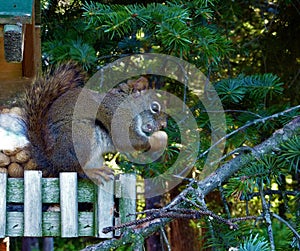 Squirrel eating a Peanut