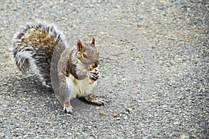 Squirrel eating a peanut in the park in Boston, USA.