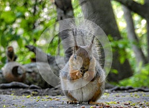 Squirrel eating peanuts