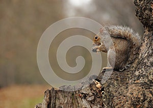 Squirrel eating peanuts