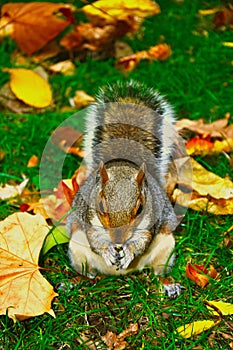 Squirrel eating peanuts in Saint James`s Park, London