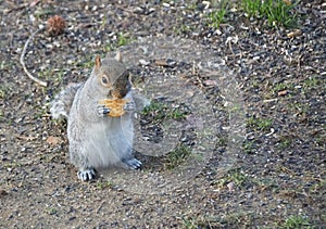 A squirrel eating a piece of salty cracker on the ground