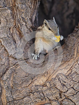 Squirrel eating a piece of yellow cereal on the tree