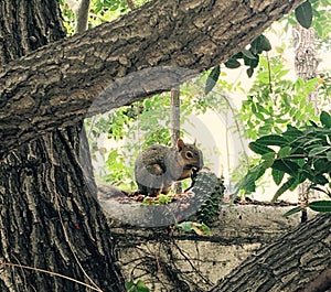 Squirrel eating pine cone