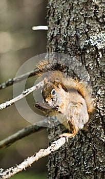 Squirrel eating a pine cone