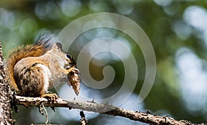 Squirrel eating a pine cone