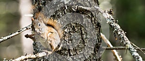 Squirrel eating a pine cone