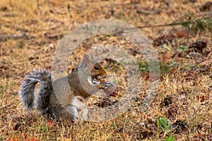 Squirrel Eating Pine Cone in Grass