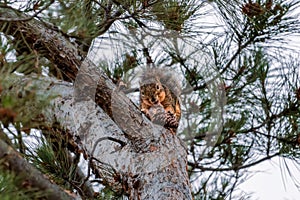 Squirrel eating a pine cone in a tree in the early morning.