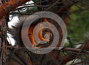 Squirrel eating pine cone on a tree