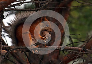 Squirrel eating pine cone on a tree