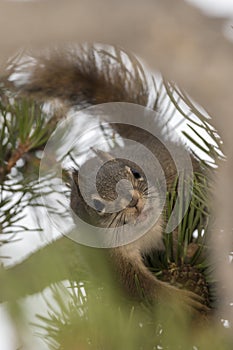 Squirrel eating a pine cone in Yellowstone National Park