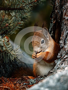 A squirrel is eating pine nuts under a tree. Generative AI.
