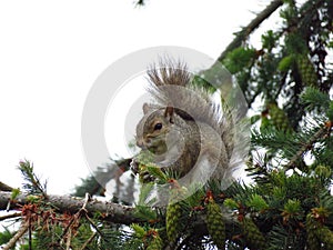 A squirrel eating a pine on the tree
