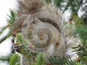 A squirrel eating a pine on the tree
