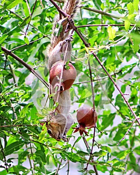squirrel eating pomegranate fruit