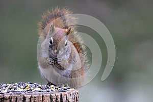 Squirrel Eating Seeds