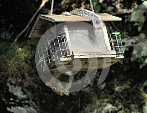 Squirrel eating seeds from bird feeder