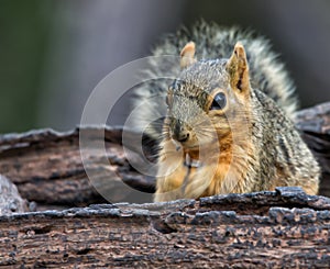 Squirrel eating seeds in a birdfeeder