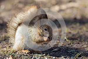 Squirrel close up