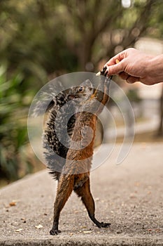 Squirrel eating seeds from man`s hand