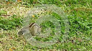 Squirrel eating seeds in the park. Palm squirrel eating and staring at something in garden. Squirrel having lunch on a cold day.