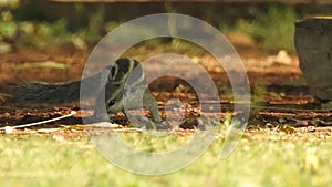 Squirrel eating seeds in the park. Palm squirrel eating and staring at something in garden. Squirrel having lunch on a cold day.