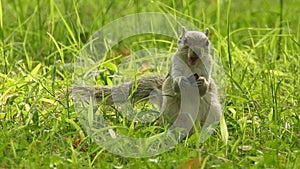 Squirrel eating seeds in the park. Palm squirrel eating and staring at something in garden. Squirrel having lunch on a cold day.