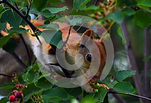 Squirrel eating berries on a tree in the garden