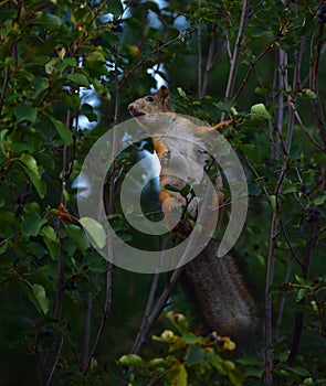 Squirrel eating shadberry berries on a tree in the garden