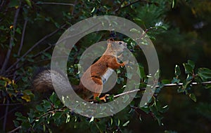 Squirrel eating berries on a tree in the garden