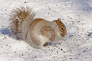 Squirrel eating  in the snow on a sunny winter day