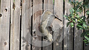 Squirrel eating from a suet feeder