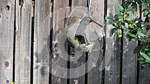 Squirrel eating from a suet feeder holding on