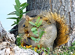 Squirrel eating a sunflower head