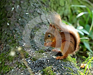 Squirrel