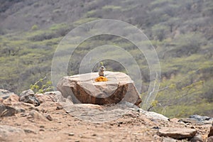 A squirrel are eating sweet rice. In Ajmer